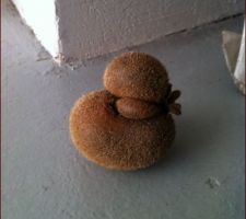 Le ch'ti kiwi canard