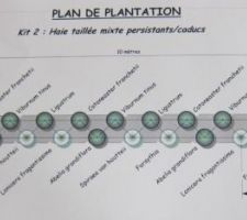 Plan de plantation proposé par lemurvegetal