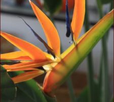 Strelitzia