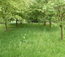 Les arbres fruitiers