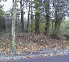 TERRAIN AVANT DEFRICHAGE