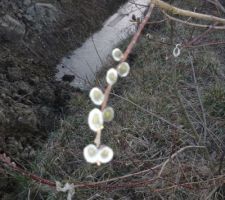 Des "chatons", quelqu'un peut me dire le nom de cet arbre ? que je vais avoir sous ma fenêtre