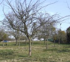 Juste en face de chez nous, un pr&eacute; plein de .....Pommiers!!