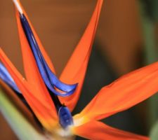 Strelitzia