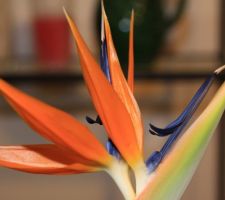 Strelitzia