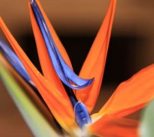 Strelitzia