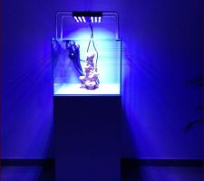 Aquarium en place... Reste à installer le fond pour planquer les tuyaux et raccourcir le support de la lampe qui est un peu haute...
De nuit avec éclairage