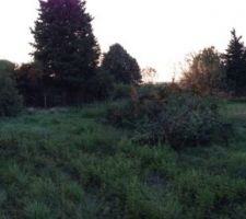 Nettoyage du terrain