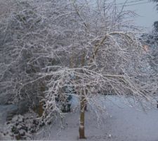 Neige de janvier...