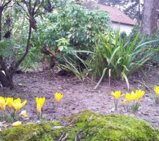 Petites surprises dans le jardin, des jolis crocus :-)