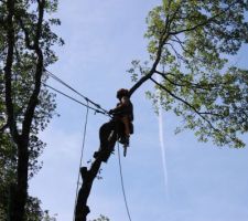 Abattage des arbres.