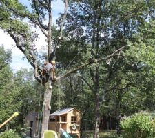 Abattage des arbres.