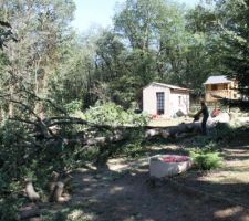 Abattage des arbres.