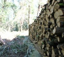 Abattage des arbres.