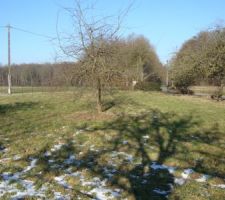 Avant que les pommiers g&eacute;nants ne soient coup&eacute;s