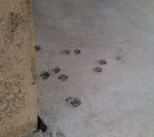 Chat de merde