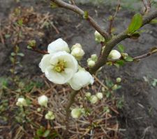 Premières fleurs d'un de mes cognassiers du japon