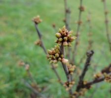 Boutons du cerisier à fleurs tomentosa