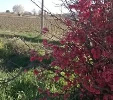 A quelques mètres du terrain les vignes.Parti en ballade