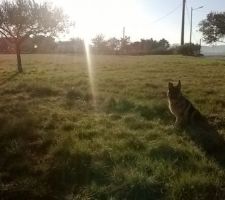 Derrière les oliviers le terrain,en rentrant de la ballade...