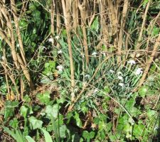 Premières fleurs sur le terrain