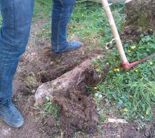 Préparation au terrassement final... Comme l'engins est trop gros pour le terrain, on a fait le choix de déterrer la souche et la couper pour qu'elle soit recouverte en l'état...