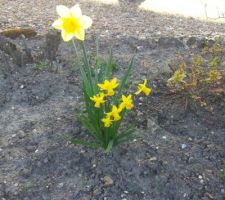 Des petites jonquilles ont fait leur apparition