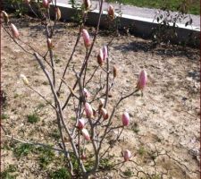 Le magnolia est quasi en fleur: le printemps arrive!