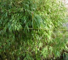 Haies de bambous