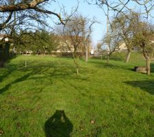 Le terrain avant abattage des arbre