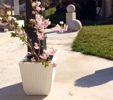 Cerisier à fleur dit "prunus" et son pot en résine tressée