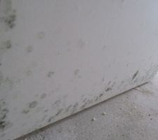 Malgrès plusieurs "essuyages" nos champi se multiplient