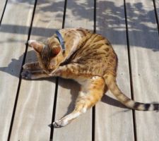 La terrasse, un an après la pose