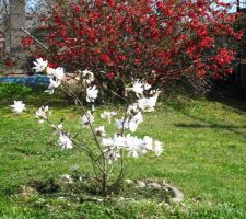 Magnolia étoilé, mon coup de coeur de l'an dernier