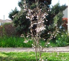 Cerisier du japon 'Kojo No Mai', mon coup de coeur de l'an dernier avec le magnolia. J'aimerais les récupérer pour le futur terrain.