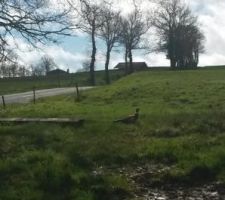 Un nouveau visiteur