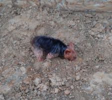Un gros trou, un gros tas de terre, de la boue, un paparazzi et un petit chien qui a déjà trouvé la source d eau ;)