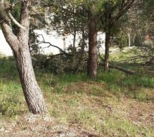 Abattage des premiers arbres