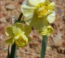 Les bulbes que j'ai planté à l'automne...qui ont été envahis par la terre des fondations...et qui sortent malgré tout - génial!!