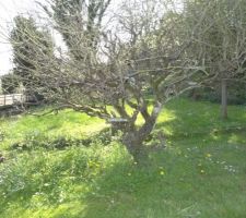 Jardin avec son chemin, ses pommiers et son herbe verte....avant que les travaux ne commencent. Cette partie du terrain ne devait initialement pas être touchée.