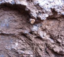 Ferraille sortante des fondations