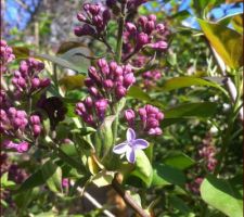 La première fleur des lilas