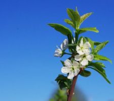 Fleurs de mirabellier