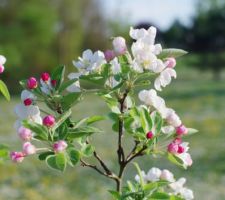 Pommier Everest en fleurs