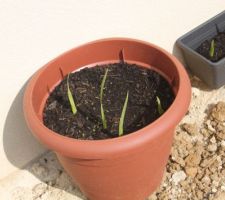 Je met au jardinage, j ai planter des bulbes de glaïeul, et ça pousse!