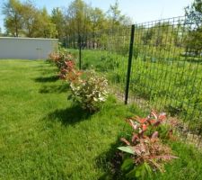 Haie photinia, eleagnus et laurier thym