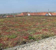 Un jardin au dessus des toits