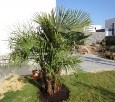 Palmier chanvre pour un peu d'exotisme au jardin!