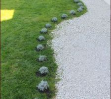 Rangée de lavandes plantées devant la maison