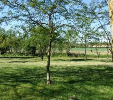 Vue ouest depuis la probable future disposition de notre salon.